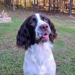 Birdie - English Springer Spaniel