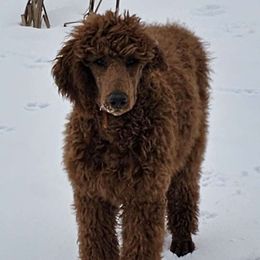Sunstone - Red  Poodle puppy in Deer River, Minnesota from Poodles Around