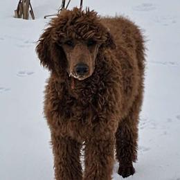 Sunstone - Red  Poodle puppy in Deer River, Minnesota from Poodles Around