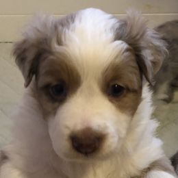 Girl 2 - Miniature Australian Shepherd puppy in Corydon, Indiana from Arbuckle’s Lookin Good Aussies (LGA)