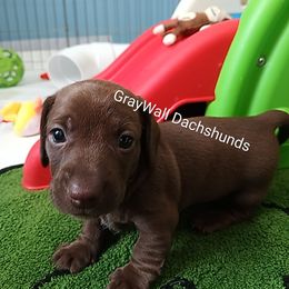 Willy Wonka-AKC Full - Chocolate male Dachshund puppy in Bates City, Missouri from Gray Wall Dachshunds