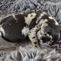 Girl 7 - Dapple Dachshund puppy in Barre, Massachusetts from Central Mass Dachshunds