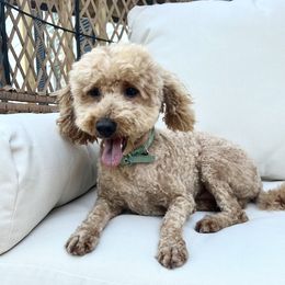 Cooper - Goldendoodle