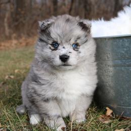 Pomeranian and Pomsky Puppies from Husky Hill Kennel