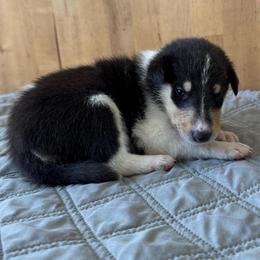 Nutmeg - Black white and tan female Collie puppy in Underwood, Indiana from Third Gen Collies
