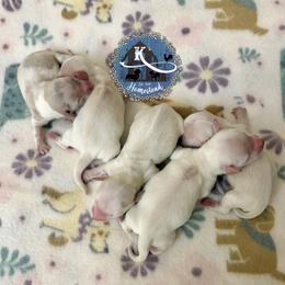 Deedee - Cream female Dachshund puppy in Clearlake Oaks, California from K’s Homestead
