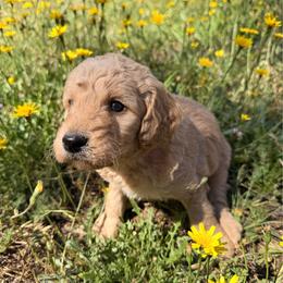 Cedar - Apricot male Goldendoodle puppy in Redding, California from O’Hara  Doodles