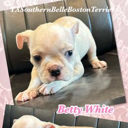Betty White - Seal and white female Boston Terrier puppy in Brazos Point, Texas from TX Southern Belle Boston Terriers