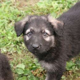Shiloh Shepherd Puppies from Solace Shilohs