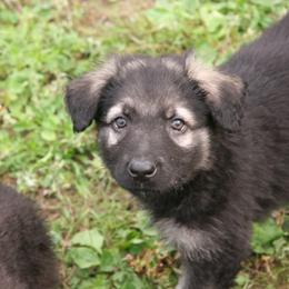 Shiloh Shepherd Puppies from Solace Shilohs
