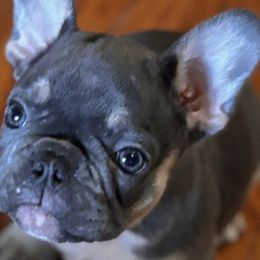 French Bulldogs from Keehln Baity
