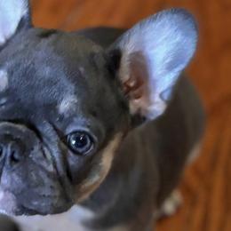 French Bulldogs from Keehln Baity