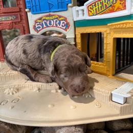 Rex - Merle male Goldendoodle puppy in Montgomery, Texas from Texas Bello Doodles