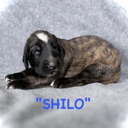 Shilo - Blue male Afghan Hound puppy in Kona, Hawaii from "Hounds of Heaven" - Afghan Hounds