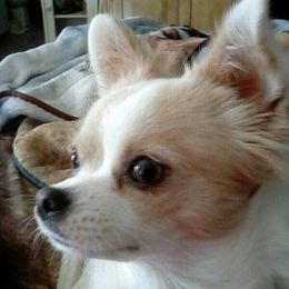 Chihuahuas from Lee's Longcoat Chihuahuas