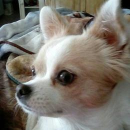Chihuahuas from Lee's Longcoat Chihuahuas