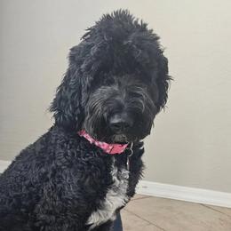 Melody - Goldendoodle