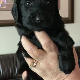 Goldendoodle Puppies from Izzy's Doodles