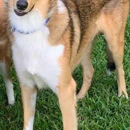 Collies from Tamiami collies