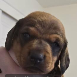 Boy 3-Red Collar - Red male Dachshund puppy in La Pine, Oregon from Lil Deschutes