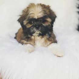 Shih Tzu Puppies from The Family Shih Tzu