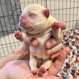 French Bulldog Puppies from Fur Royalty Frenchies