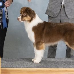 Momma - Australian Shepherd