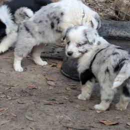Australian Shepherd and Great Dane Puppies from AEW Farm