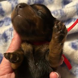Tiggs - Black and tan male Dachshund puppy in Harrison, Arkansas from Dachshunds on the Hill