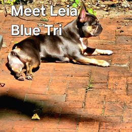 French Bulldogs from MarvelousFrenchies