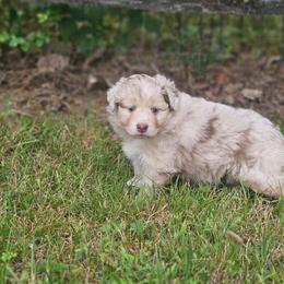 Sarika - Red merle female Miniature Australian Shepherd puppy in Orrtanna, Pennsylvania from Mountain Top Shepherd's