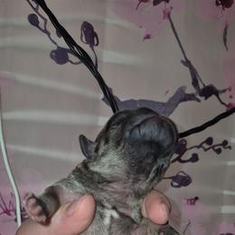 Boy 1 - Fawn male Pug puppy in Fitzwilliam, New Hampshire from Kayla's Pugs