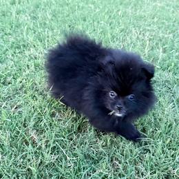 Storm - Black female Pomeranian puppy in Edmond, Oklahoma from My Sun & Moon Poms