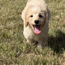 Archer - Buff male Cockapoo puppy in Winnsboro, Texas from Happy Hollow Ranch
