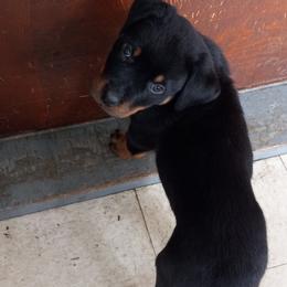 Rottweiler Puppies from Gregory Mulkey's Rottweilers