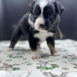 Starling - Black tri female Miniature Australian Shepherd puppy in Ellendale, North Dakota from Ark Acres Kennels