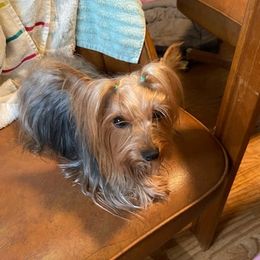 Poodles and Yorkshire Terriers from Ruth's Pups