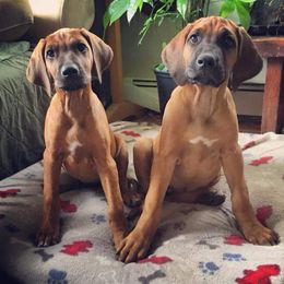 Rhodesian Ridgeback Puppies from Supernova Ridgebacks