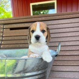 Oliver - Black white and tan male Beagle puppy in Harrison, Arkansas from Leslie Beagles of Leslie Farm
