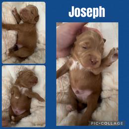 Joseph - Red  male Goldendoodle puppy in Decatur, Texas from Scherrer Sweet Goldendoodles