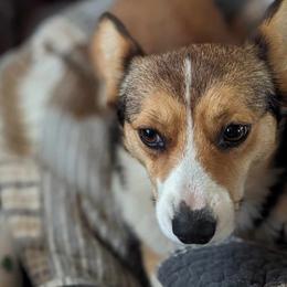 Pembroke Welsh Corgis from Corgi Noodles Garden