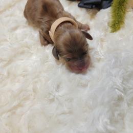 Dachshund Puppies from CLARK'S BREEDING PROGRAM