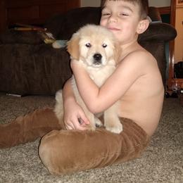 Australian Shepherd and Golden Retriever Puppies from Happy Valley Farms