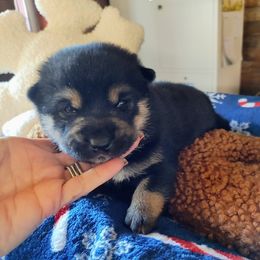 Pug and Shiba Inu Puppies from khshibas-khpugs