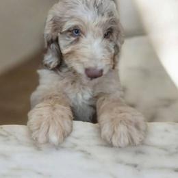 Bernedoodle, Bernese Mountain Dog, Goldendoodle, and Shihpoo Puppies from Route 66 Poodles & Doodles, Sapphire Shih-tzu's of Ohio