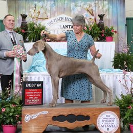 Xena - Weimaraner
