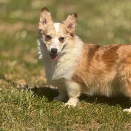 Jingie - American Corgi