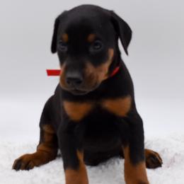 Red collar male - Black and rust male Doberman Pinscher puppy in Lafayette, Louisiana from Indah Lux Dobermans