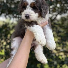 Jasper - Blue merle male Bernedoodle puppy in Ashland, Kentucky from Still Waters Farm