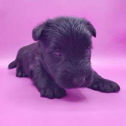Molly - Black female Scottish Terrier puppy in Crossville, Tennessee from Cavern Kennels